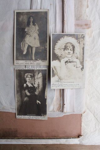 Old Postcard - Daisies