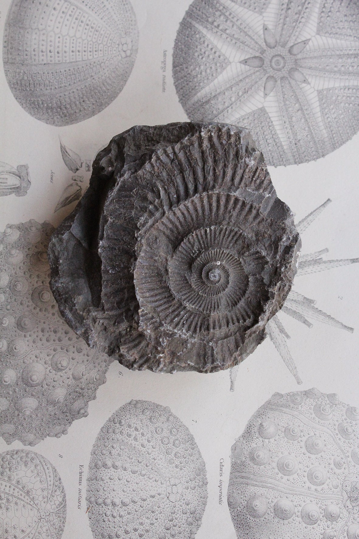 Large Ammonite Negative (No.3)