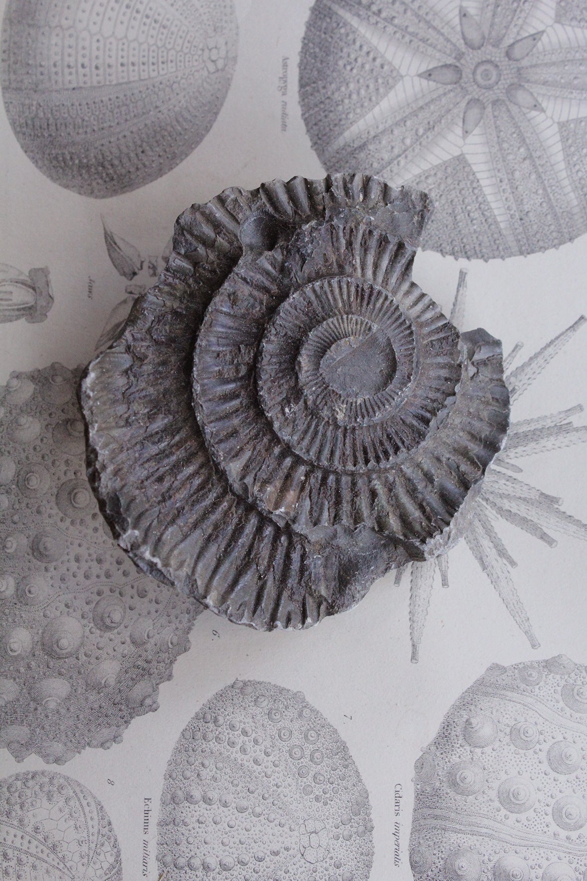 Large Ammonite Negative (No.2)