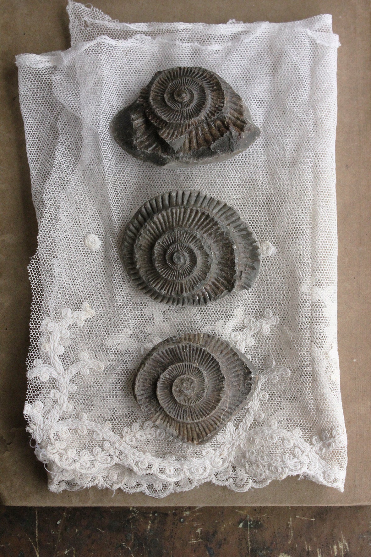 Small Ammonite Trio (set 1)
