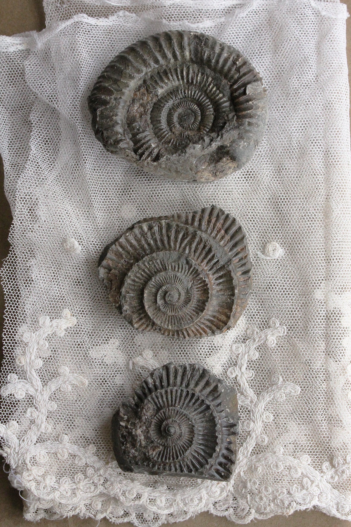 Small Ammonite Trio (set 2)