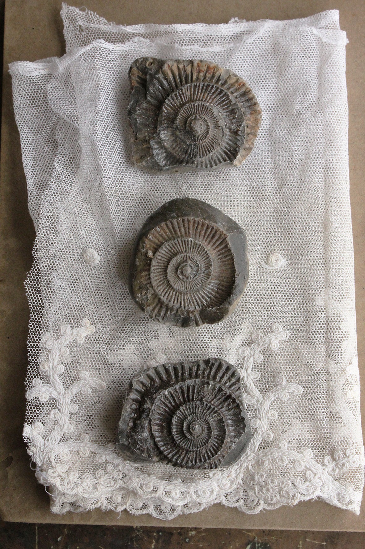 Small Ammonite Trio (set 3)