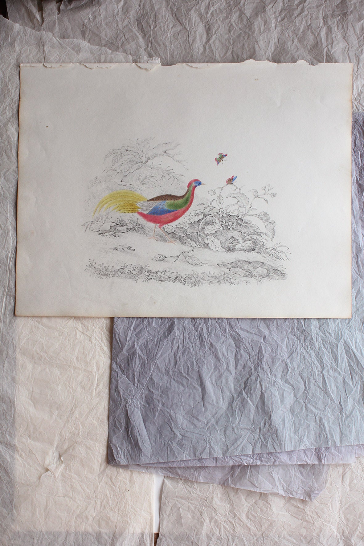 Rare Reclaimed Sketchbook Page - Exotic Bird and Butterflies