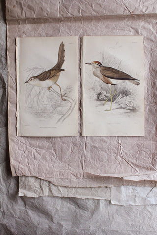 Old Hand Painted Book Plates - Birds