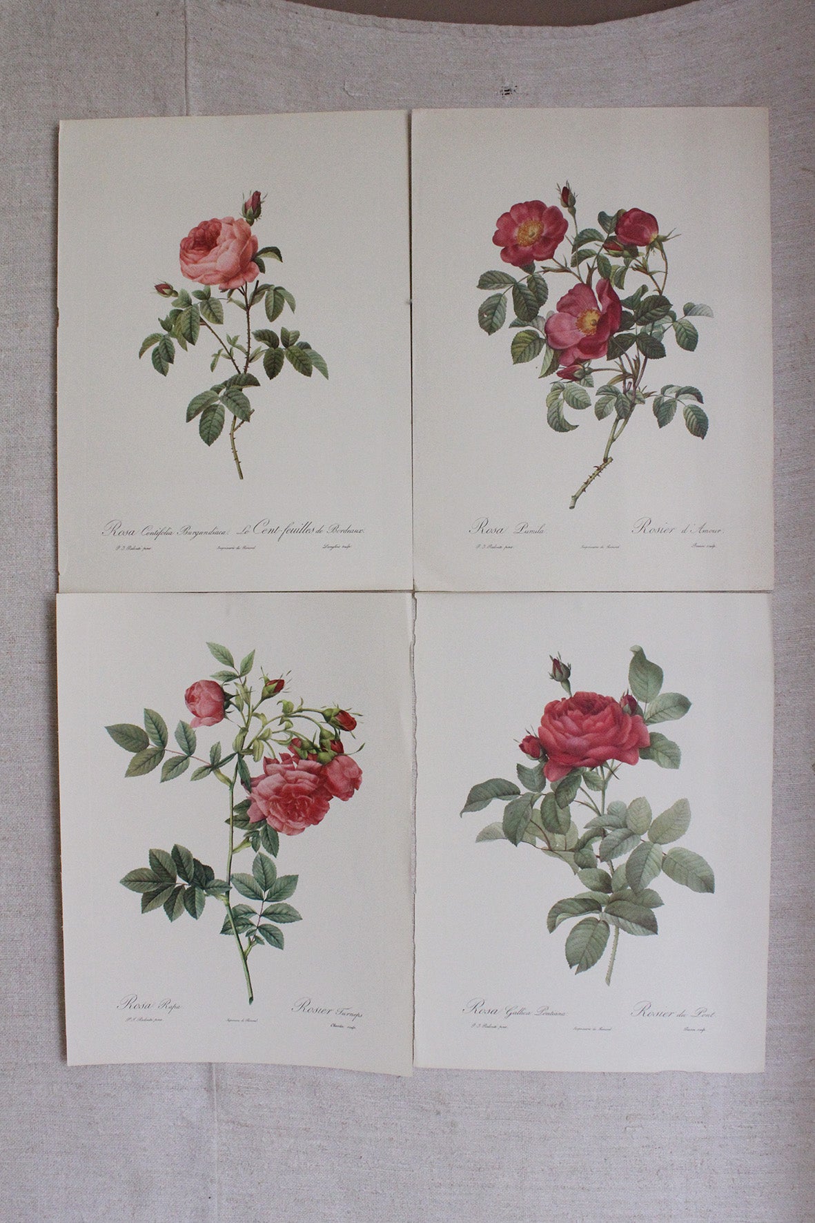 Large Pierre-Joseph Redouté Bookplates - Collection 2