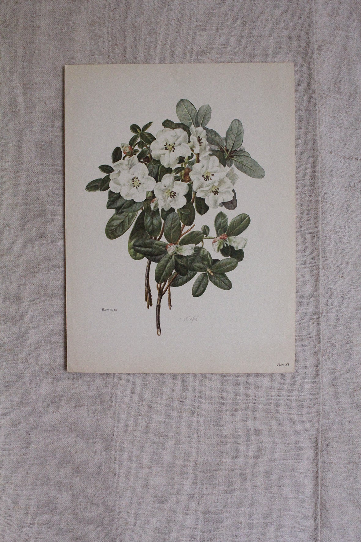 Large C Riefel Botanical Print - R. Leucaspis