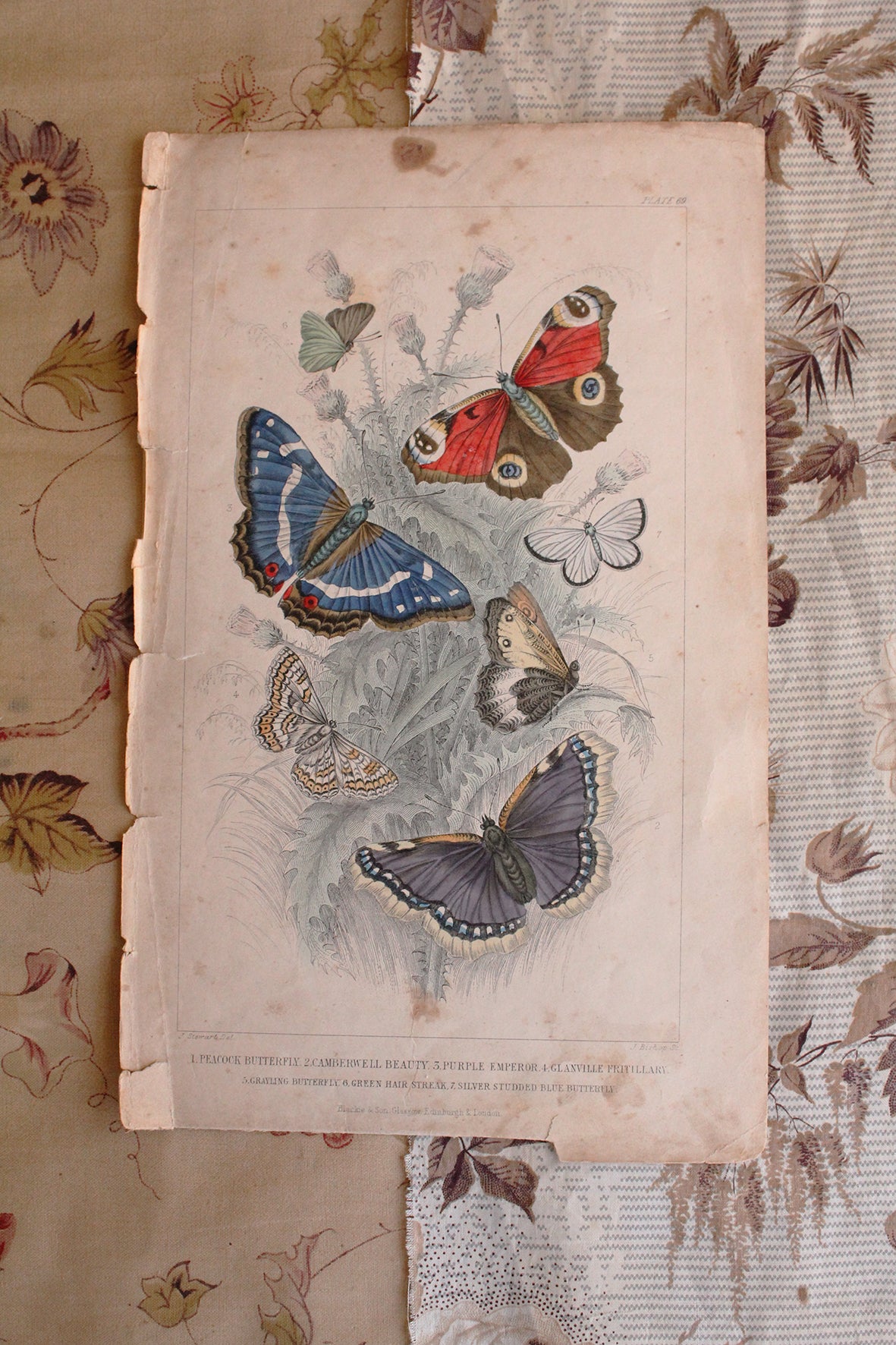 Beautiful Old Hand Painted Bookplate - Butterflies