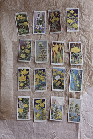 Old Cigarette Cards - Wildflowers (1)