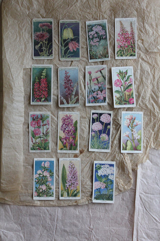 Old Cigarette Cards - Wildflowers (2)
