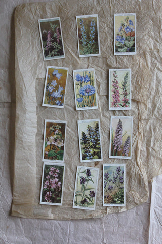 Old Cigarette Cards - Wildflowers (3)