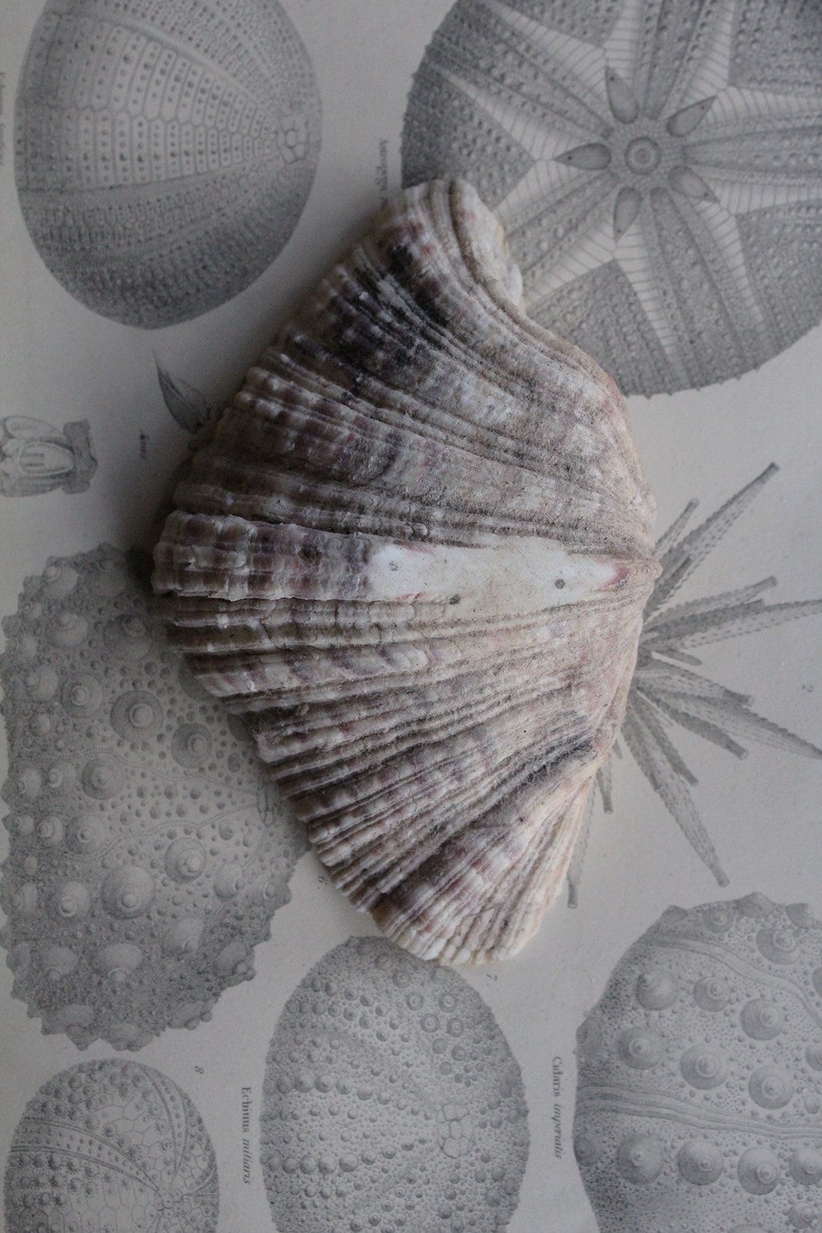 Old Clam Shell Half - Detail No. 1