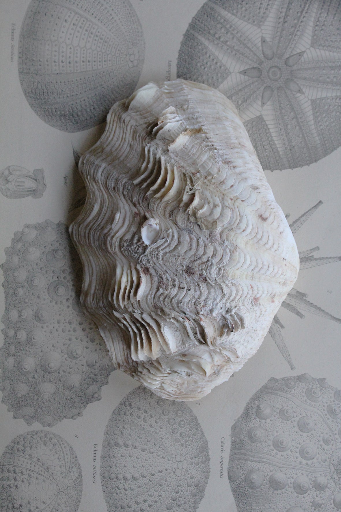 Old Clam Shell Half - Detail No. 2