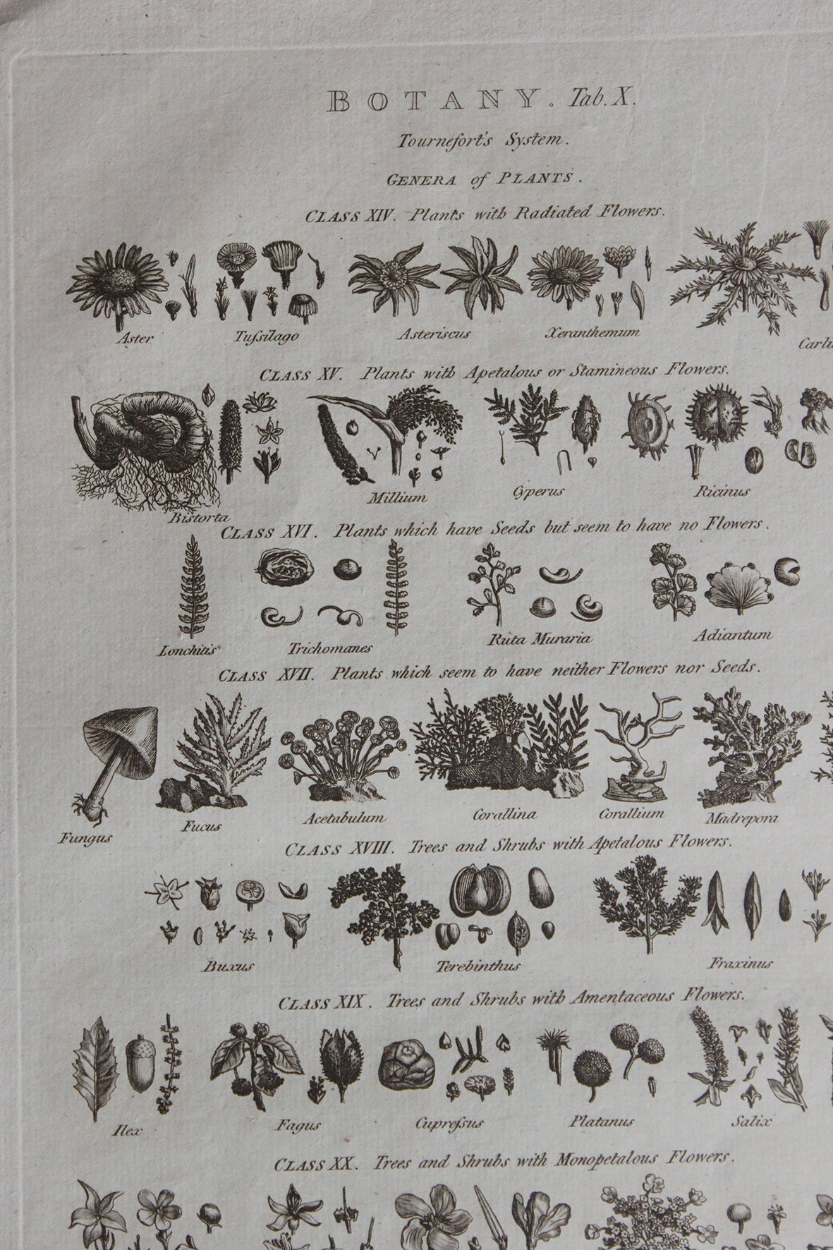 Antique Copperplate Printed in 1787 - Botany Tab X - Genera of Plants