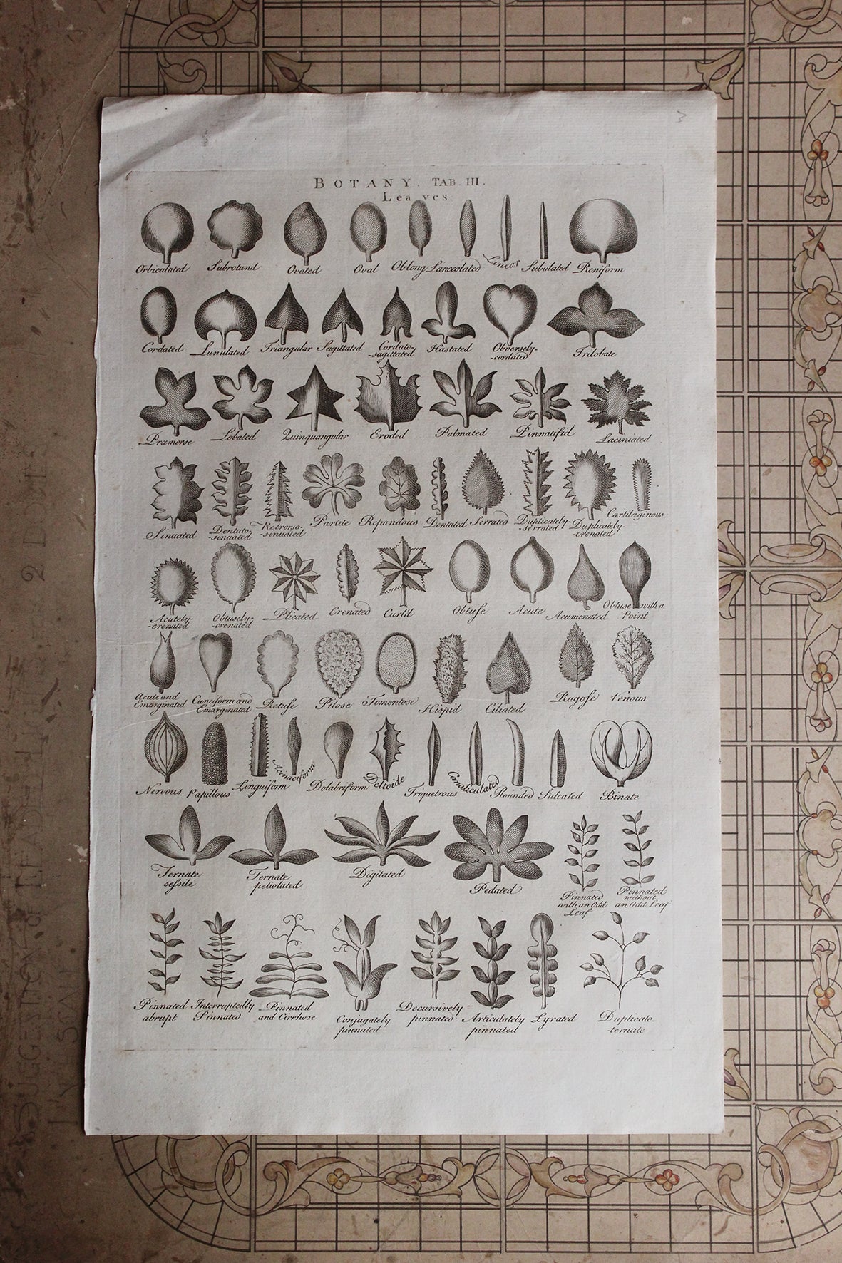 Antique Copperplate Printed in 1787 - Botany Tab III - Leaves