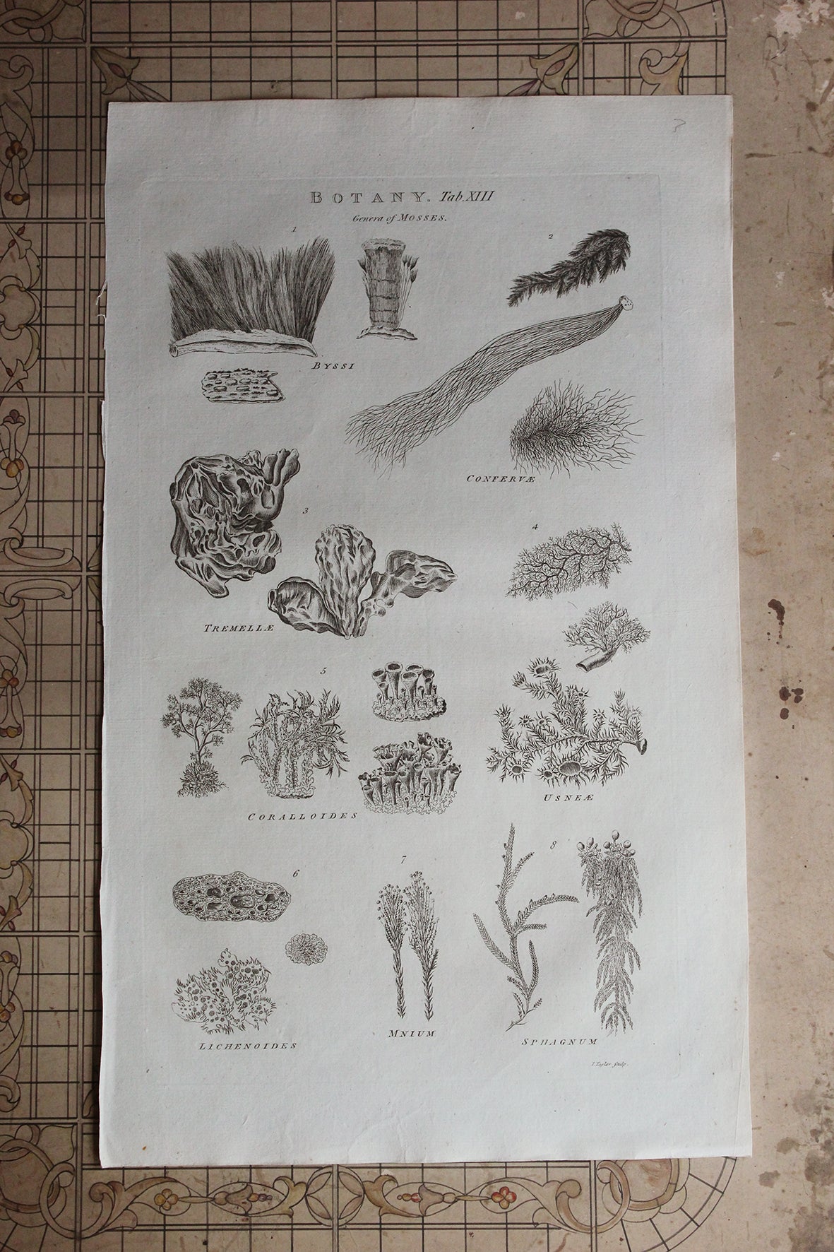 Antique Copperplate Printed in 1787 - Botany Tab VIII - Genera of Mosses