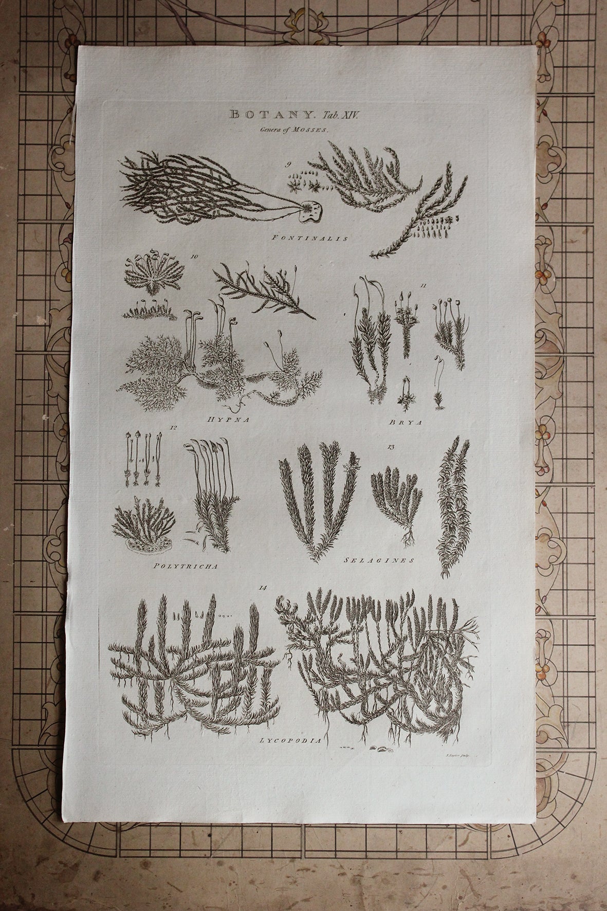 Antique Copperplate Printed in 1787 - Botany Tab XIV - Genera of Mosses
