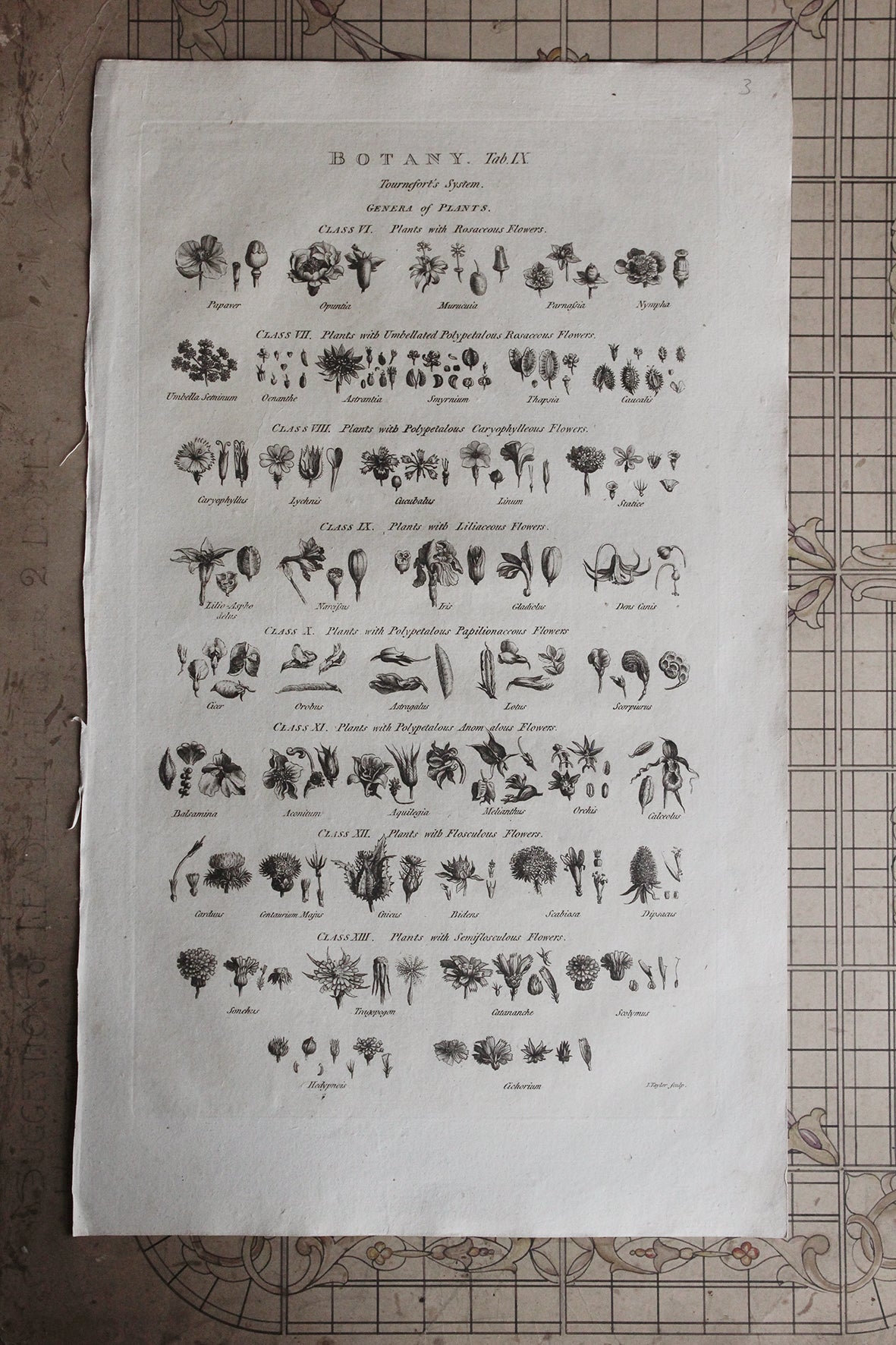 Antique Copperplate Printed in 1787 - Botany Tab IX - Genera of Plants