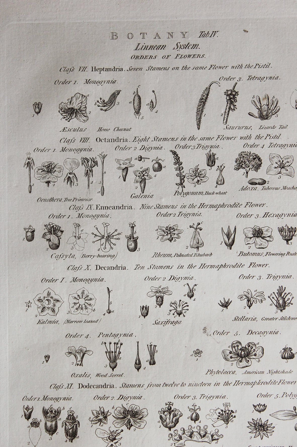 Antique Copperplate Printed in 1787 - Botany Tab IV - Orders of Flowers