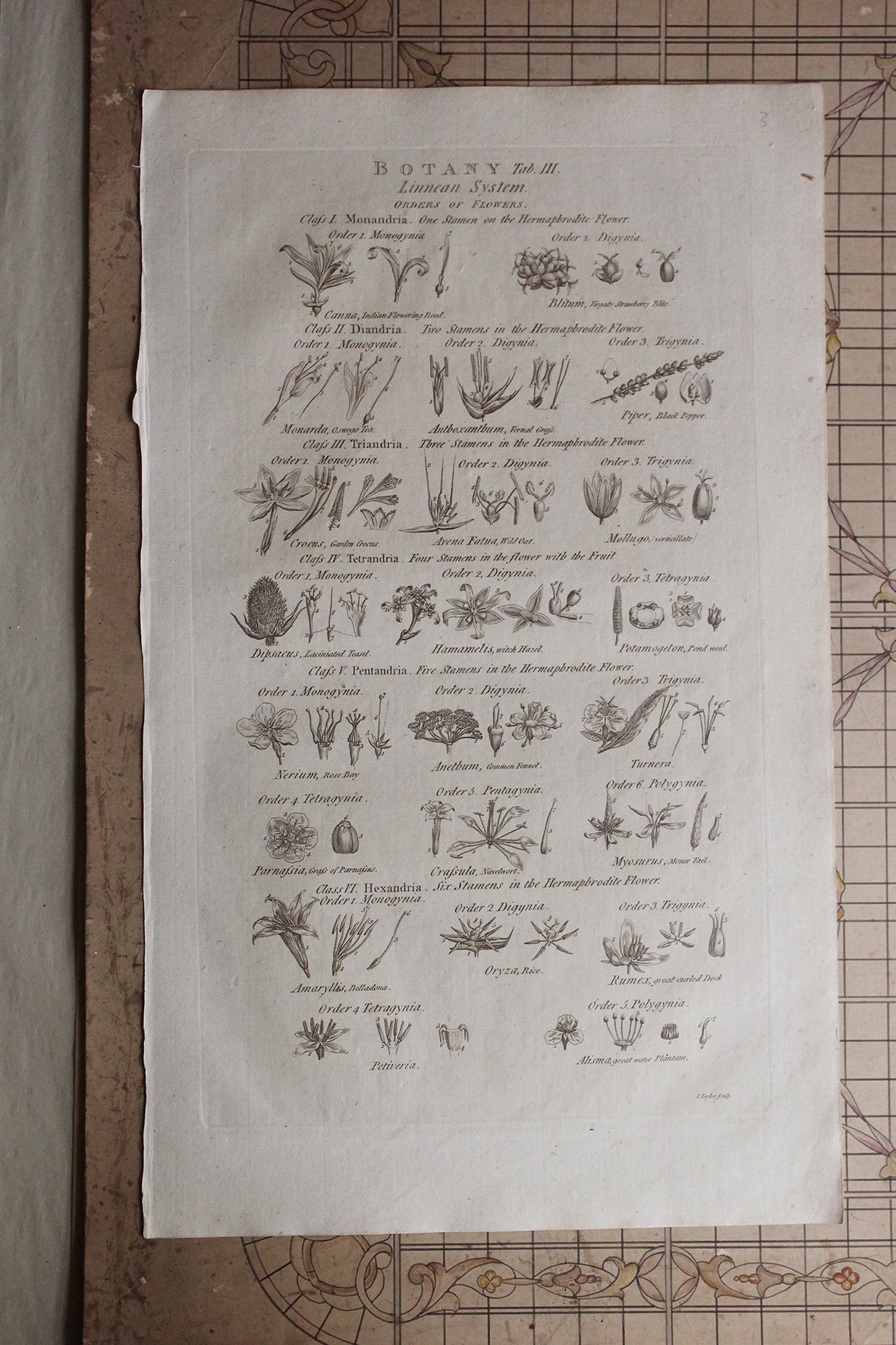 Antique Copperplate Printed in 1787 - Botany Tab III - Orders of Flowers
