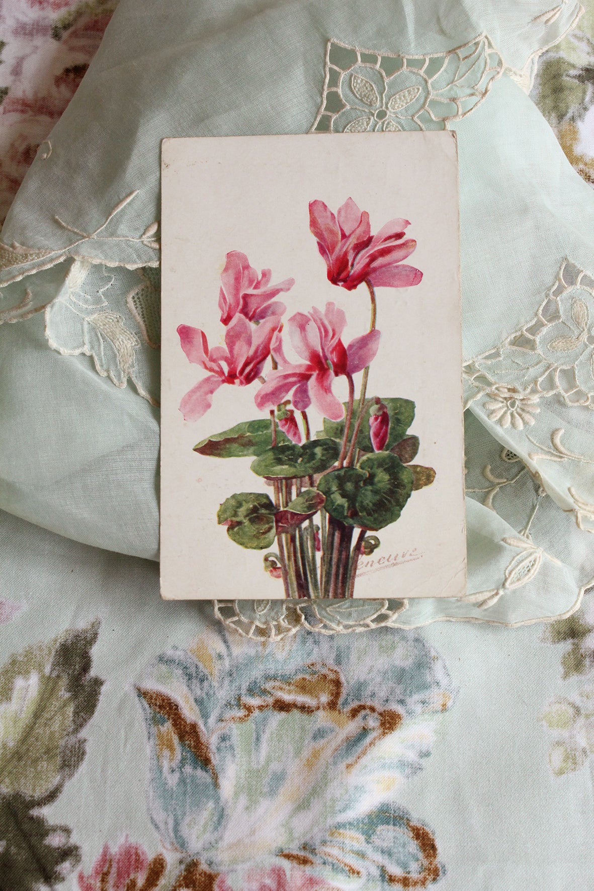 Old Collectable Postcard - Cyclamen