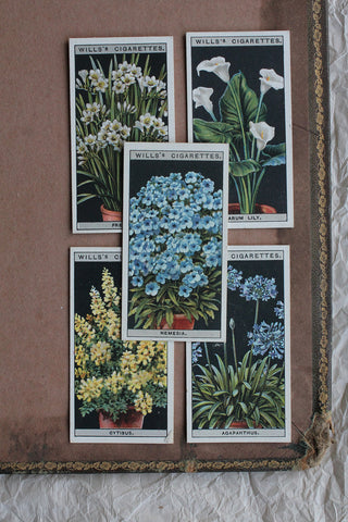 Old Cigarette Cards - Flower Culture in Pots - Collection 2
