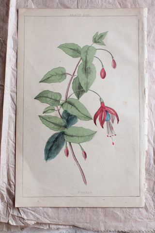 Old Hand Pinted Book Plate - Fuschia