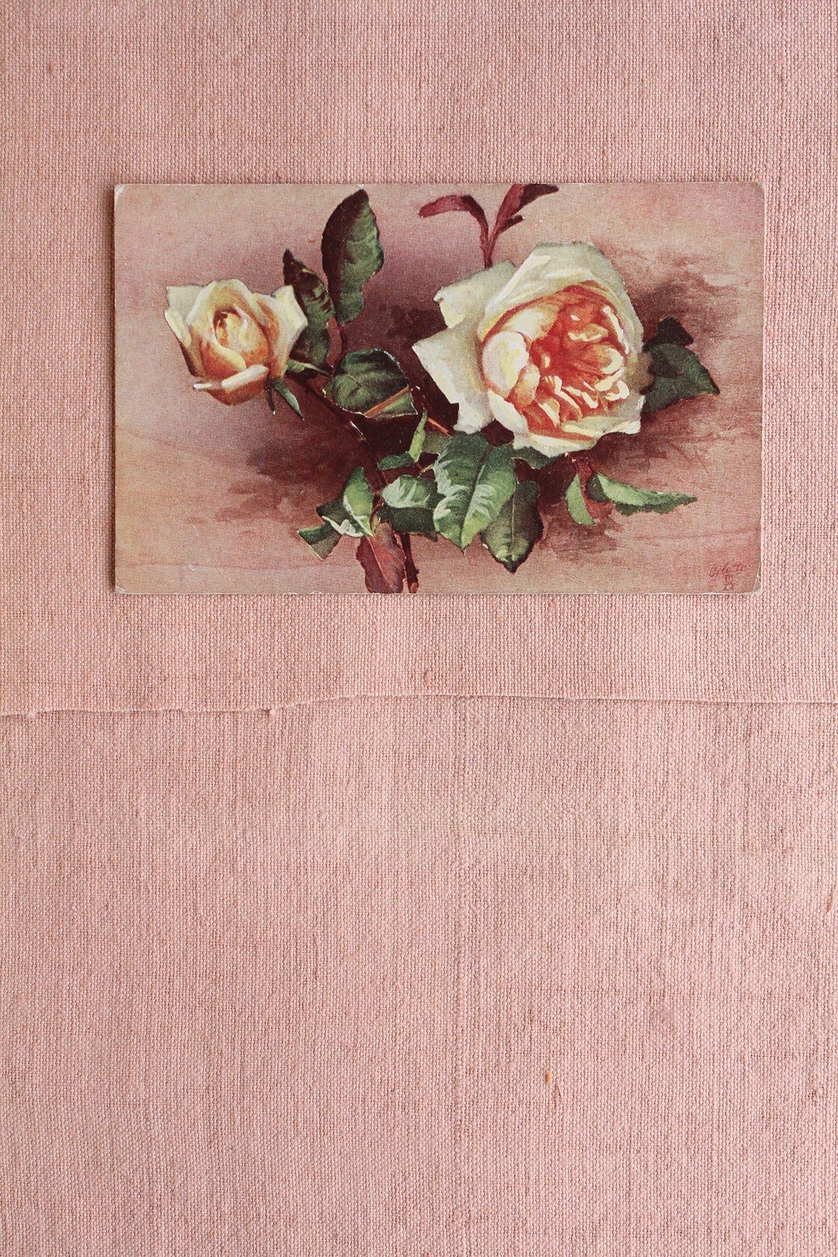 Old Collectable Postcard - Yellow & Peach Roses