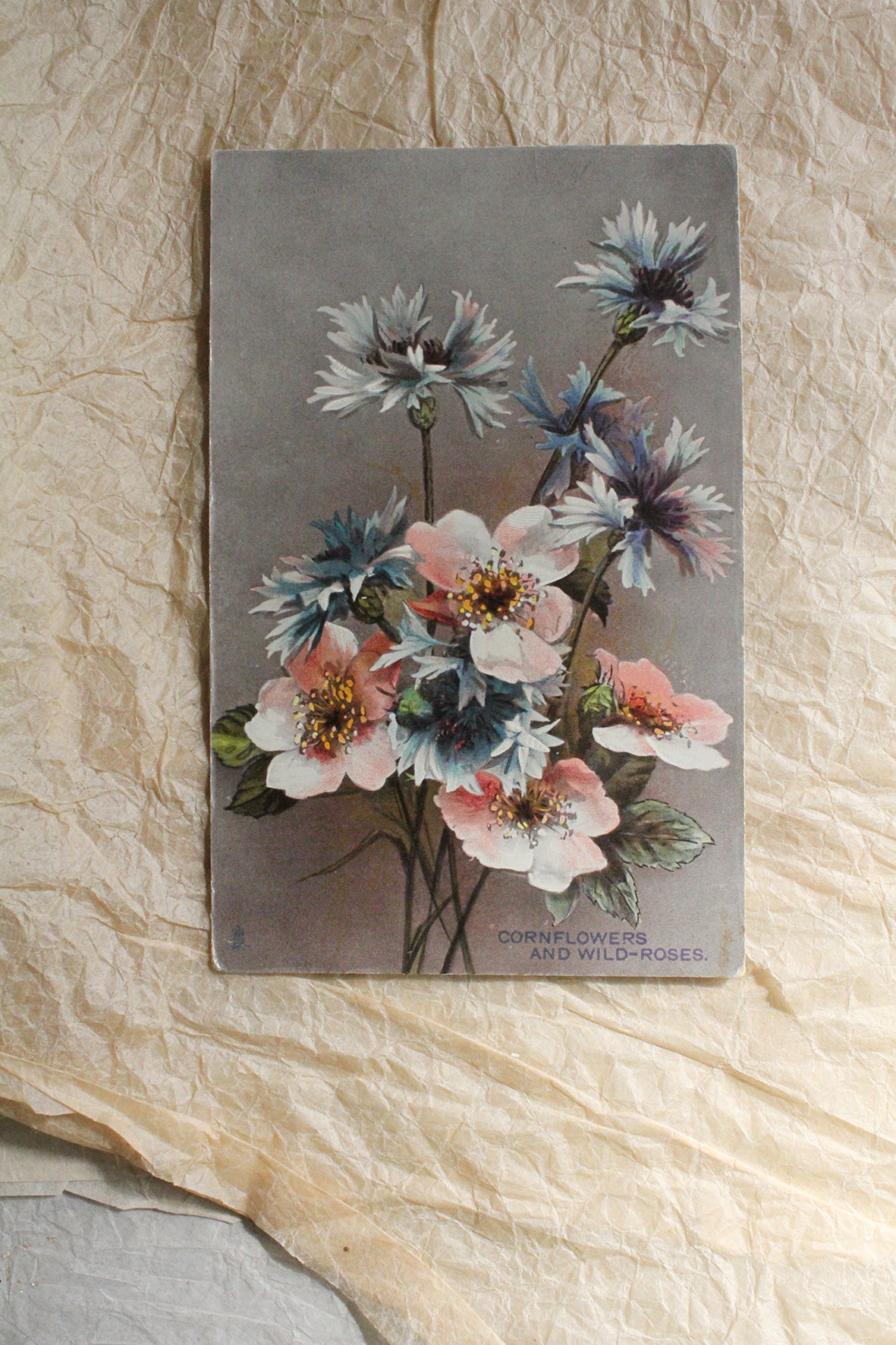 Old Postcard - Cornflowers and Wild Rose