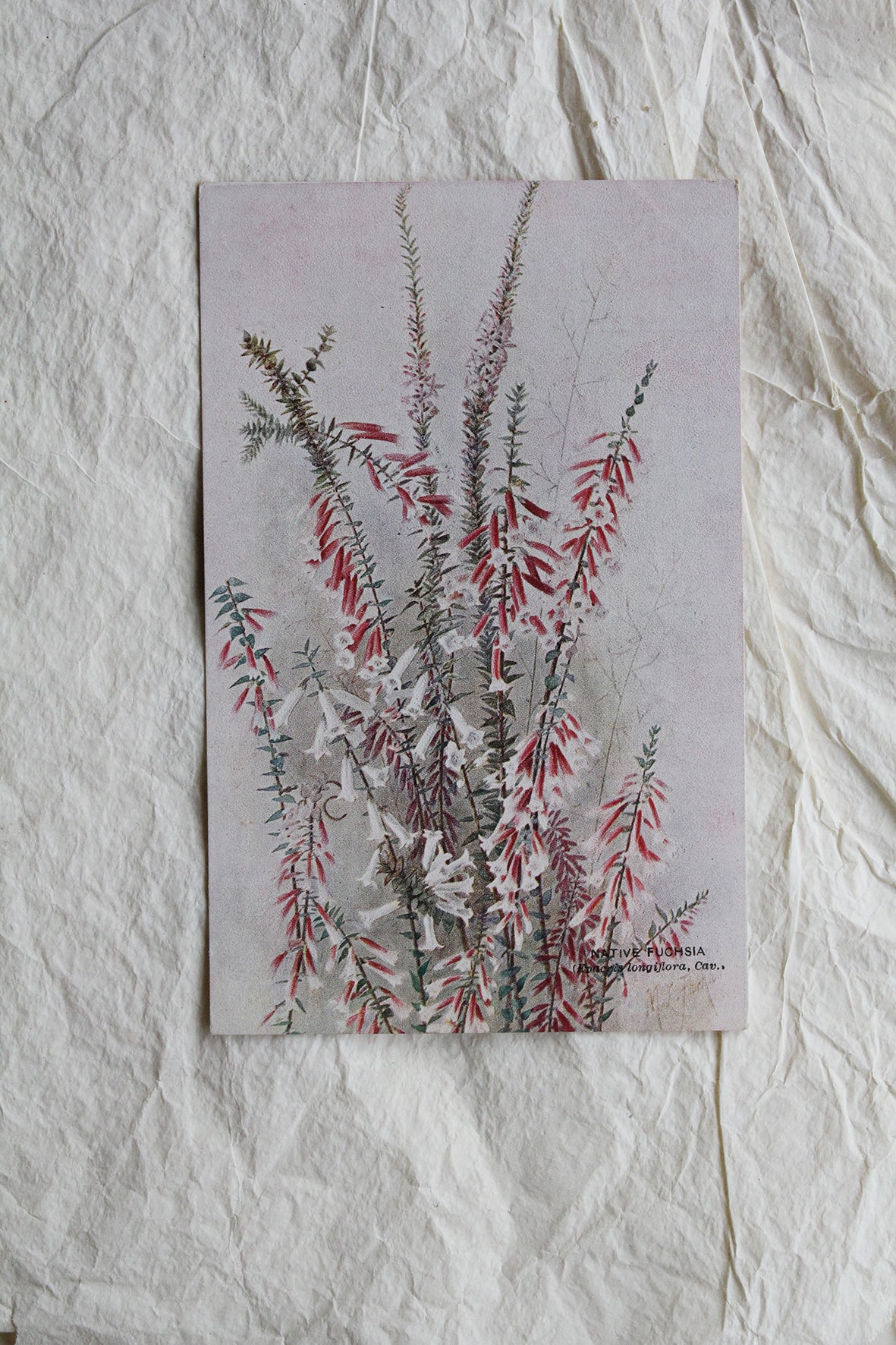 Old Collectable Postcard - Native Fuchsia
