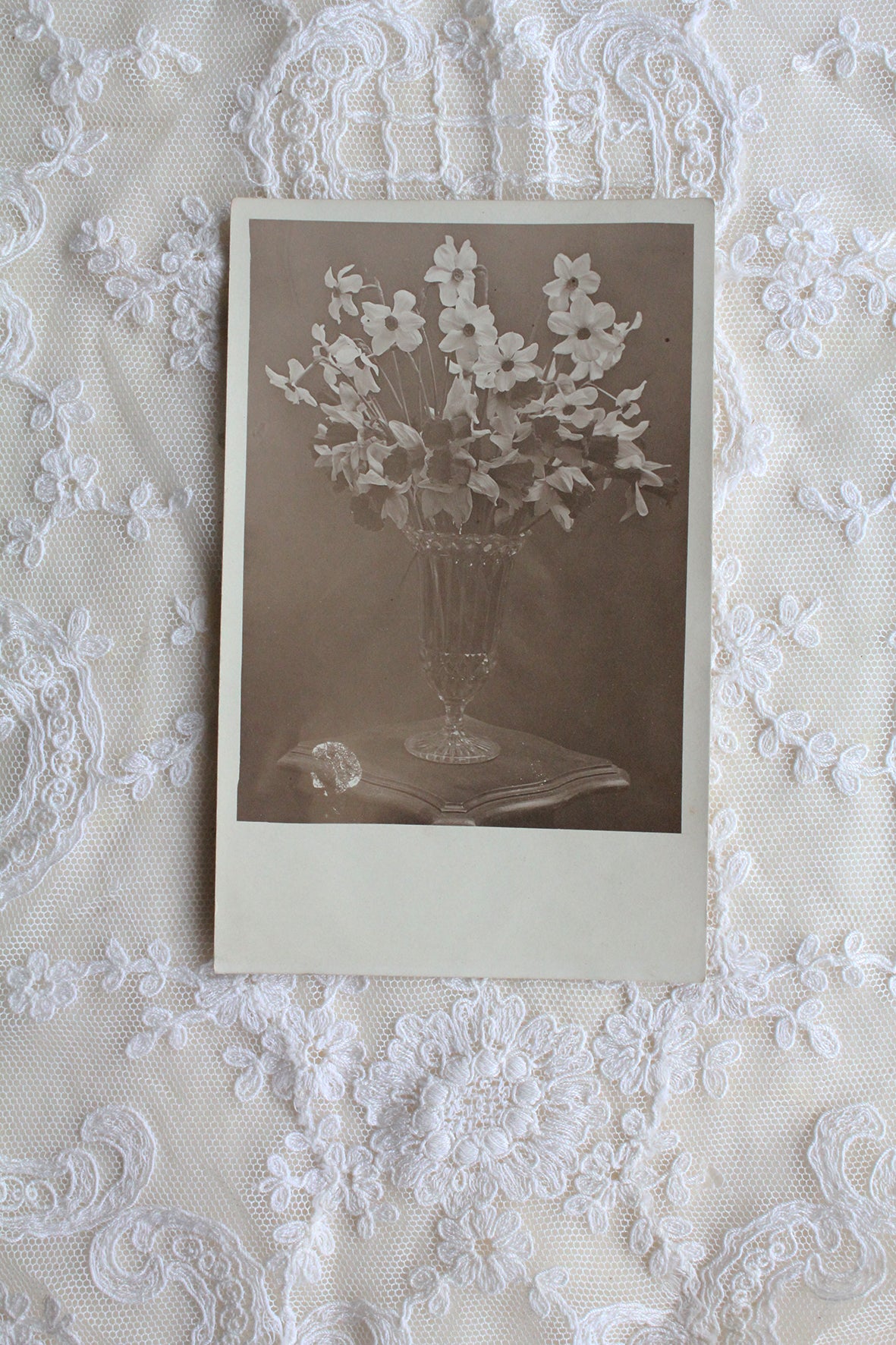 Old Collectable Postcard - Vase of Narcissus