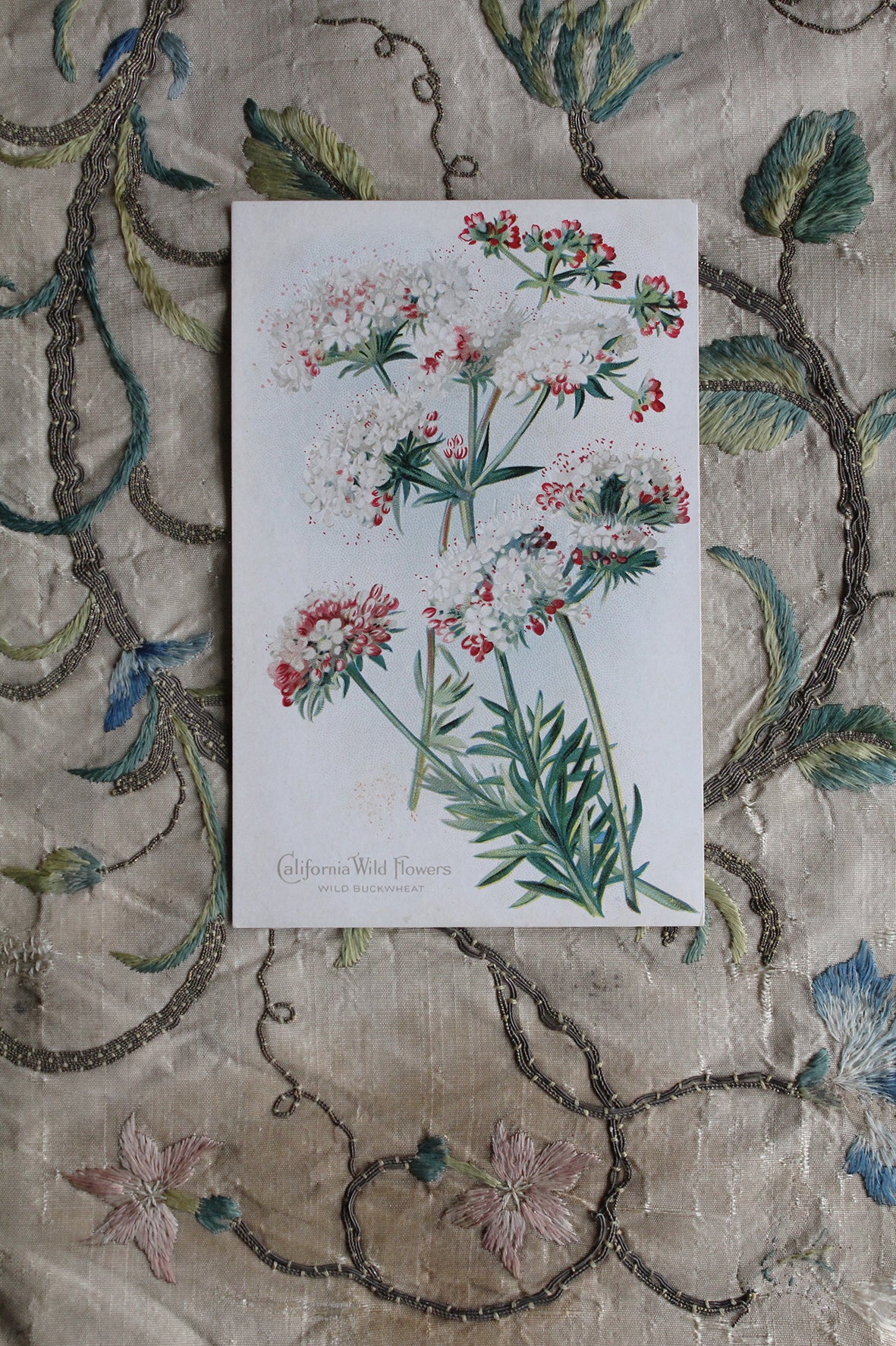 Old Collectable Postcard - Wild Buckwheat
