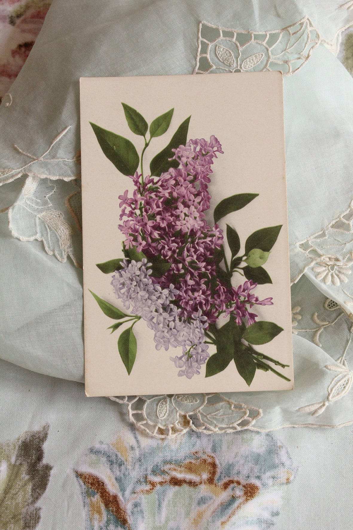 Old Collectable Postcard - Lilac