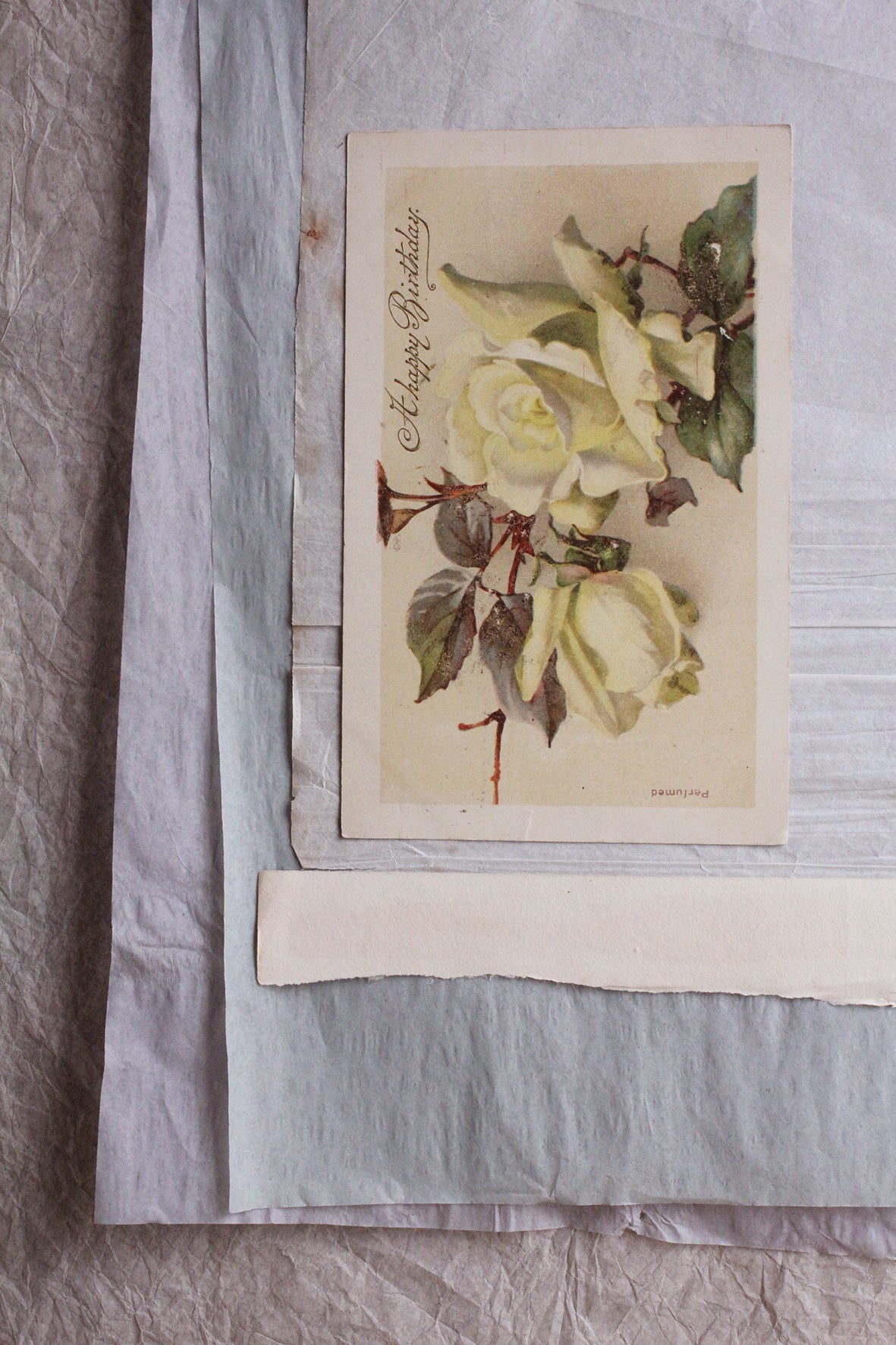 Old Postcard - Pale Rose