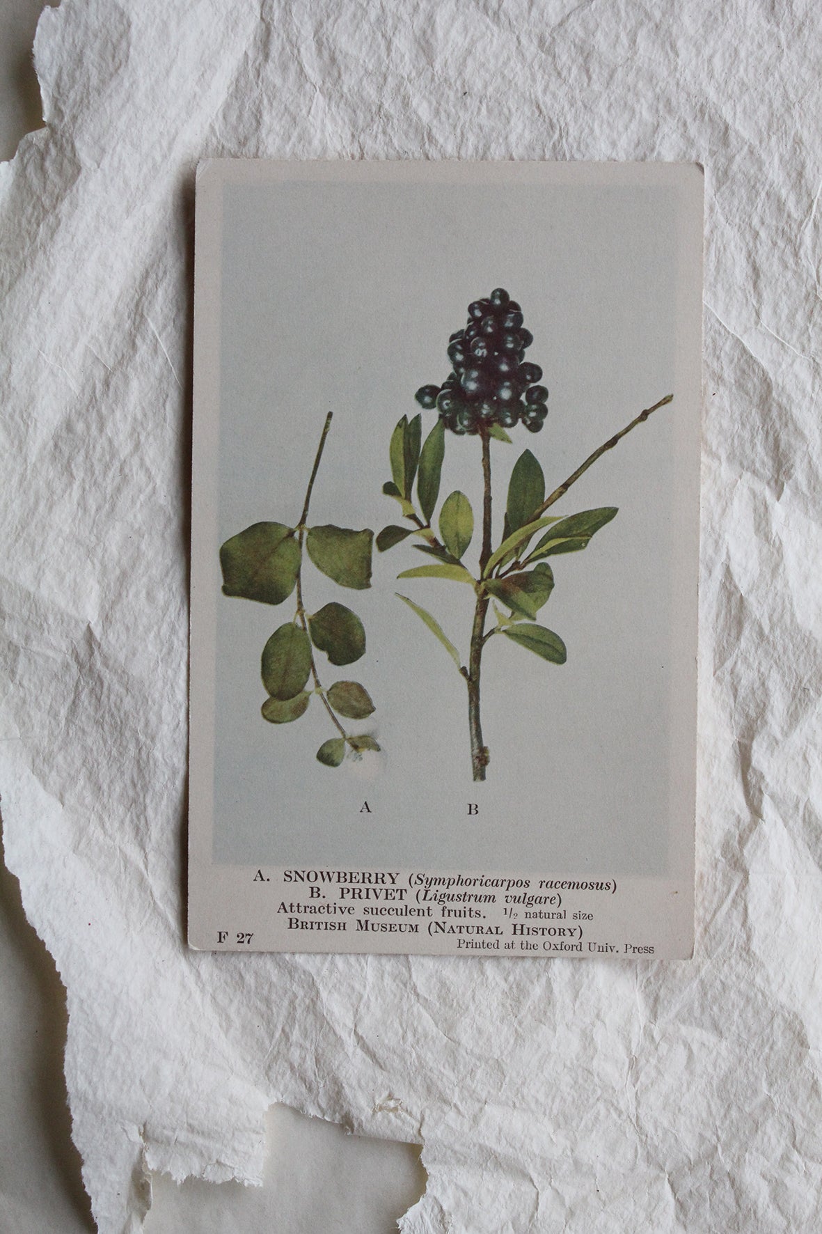 Old Collectable Postcard - Snowberry & Privet
