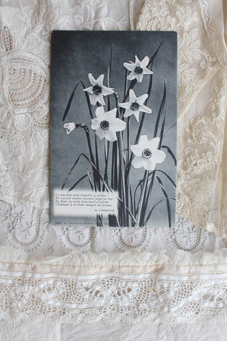 Old Postcard - Faded Daffodils