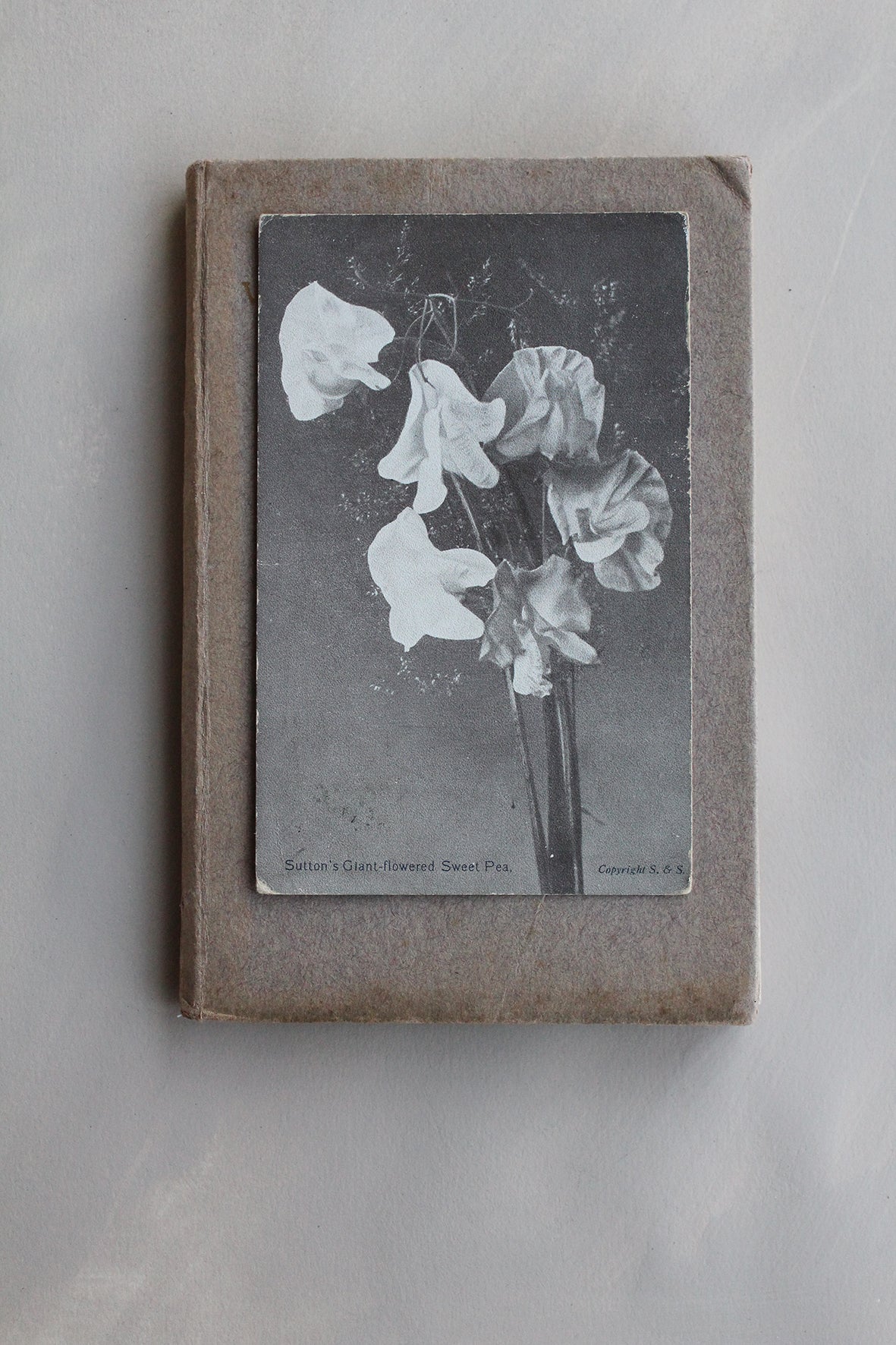 Old Collectable Postcard - The Royal Seed Establishment