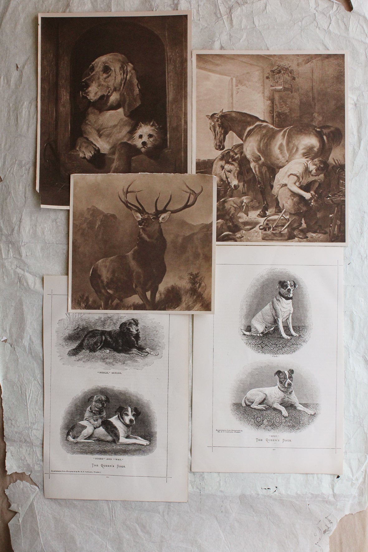 Reclaimed Sepia Edwardian Prints - Collection 9