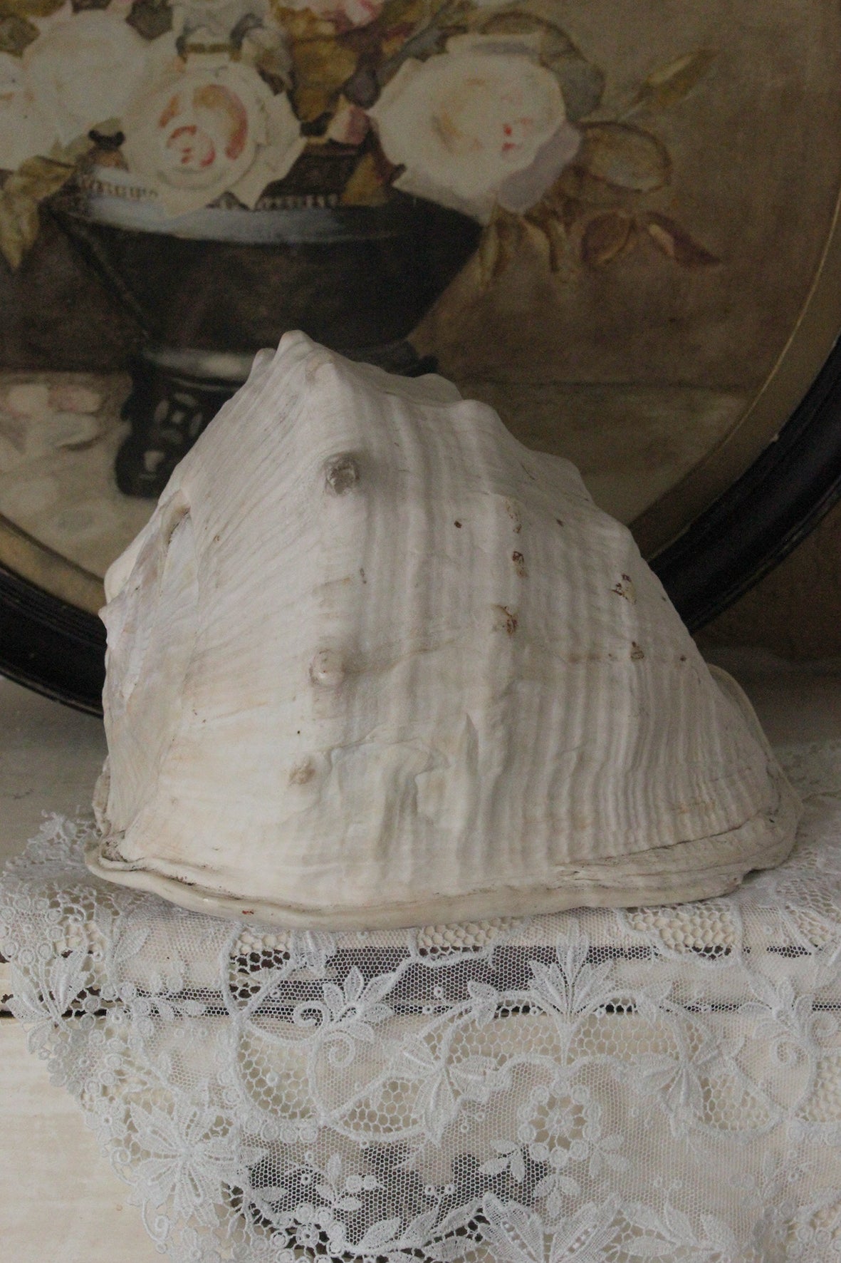 Old Rare Large Parlour Shell