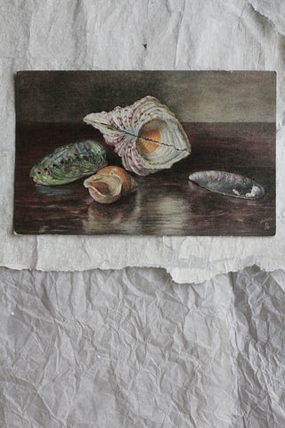 Old Rare Embossed Postcard - Sea Shells