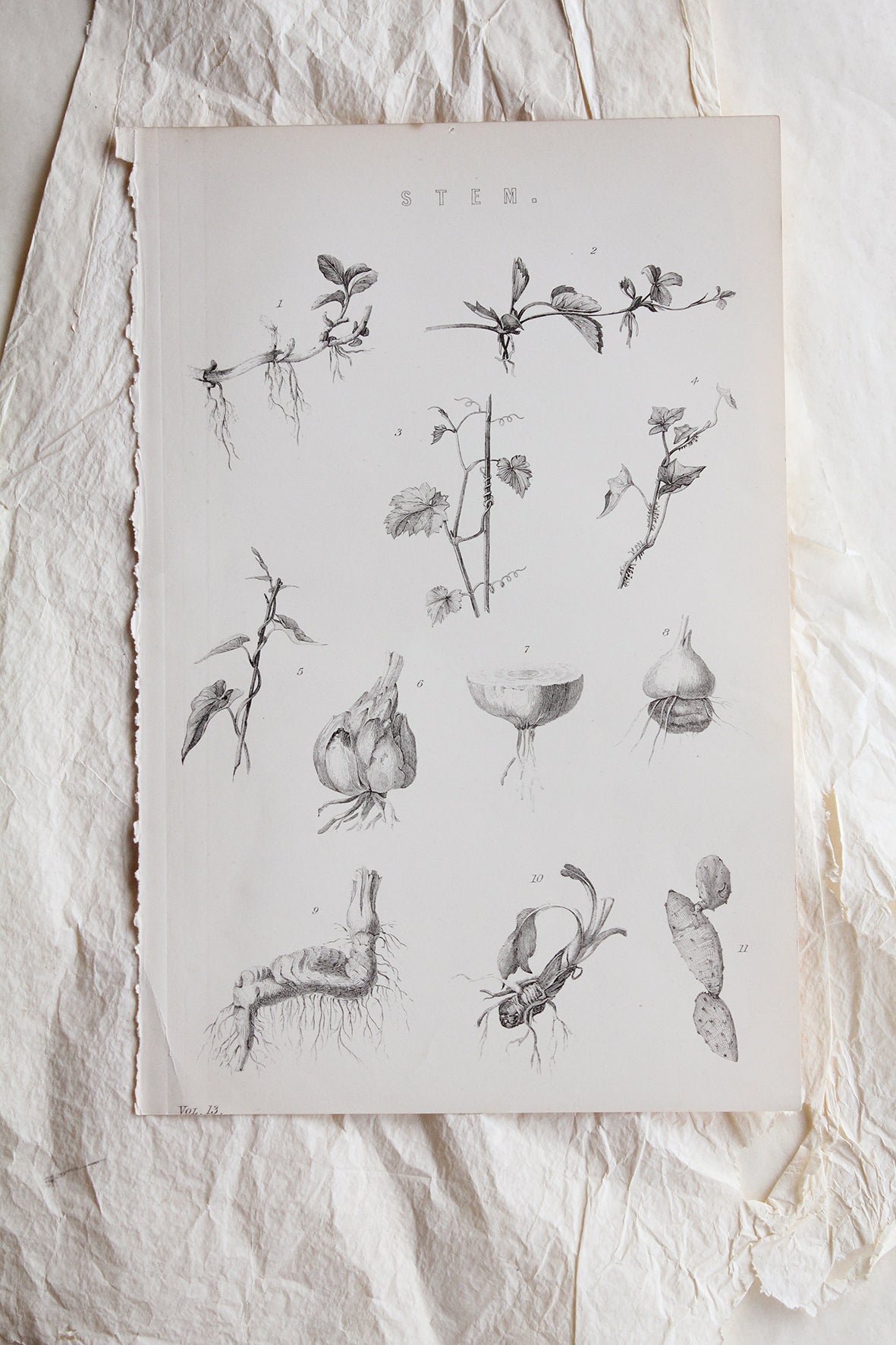 Old Reclaimed Book Plate - Stem