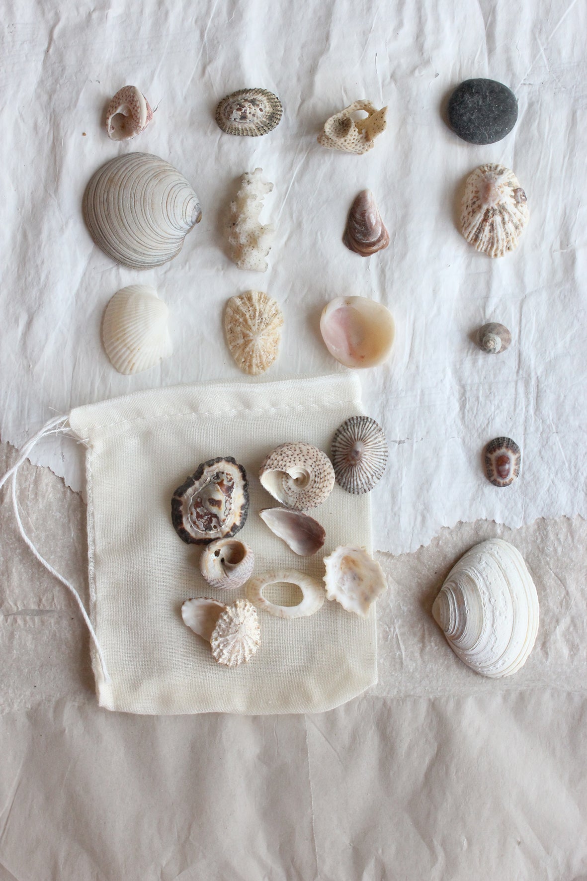 Attic Finds - The Tiniest of Shells