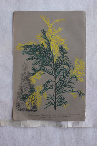 Old Print - Foliage