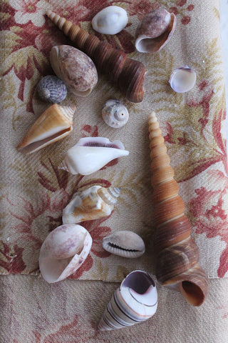 Vintage Box of Small Shells