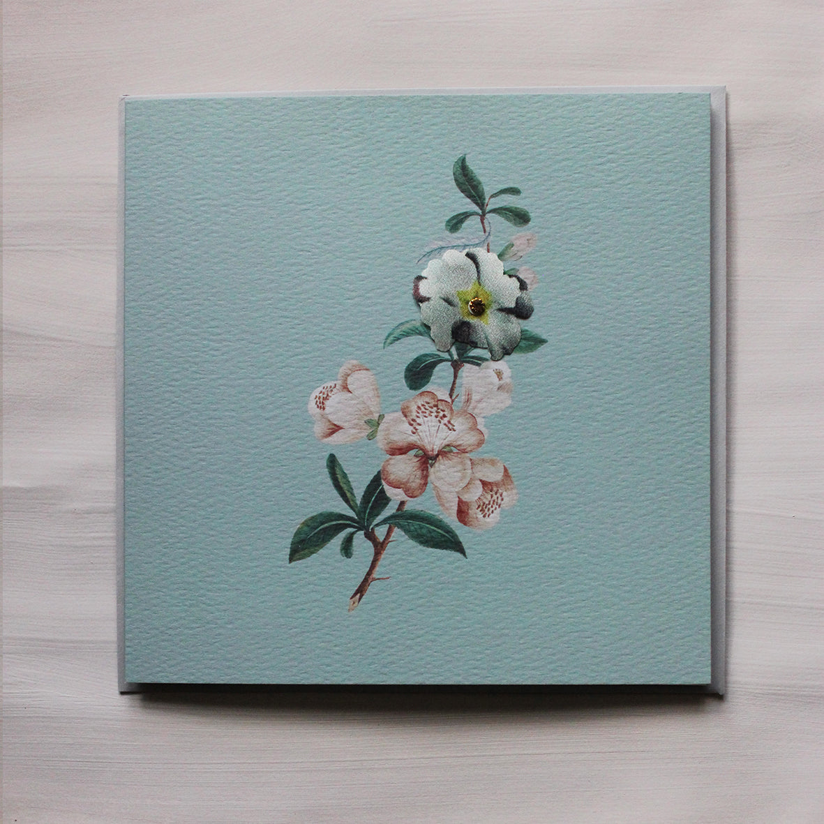 Camelia