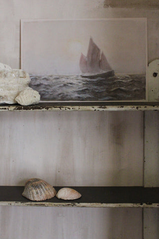 Vintage still life sea shells (7)
