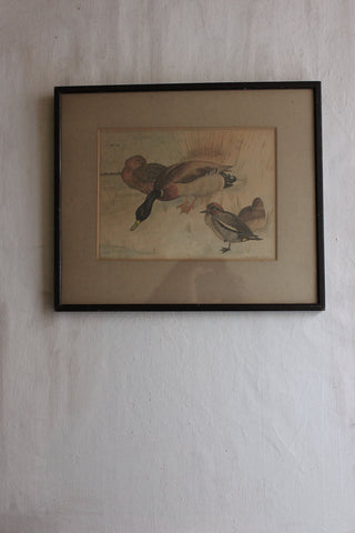 Old Framed Watercolour Painting - Family of Ducks