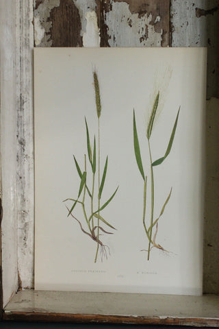 Antique Grasses Print (D)