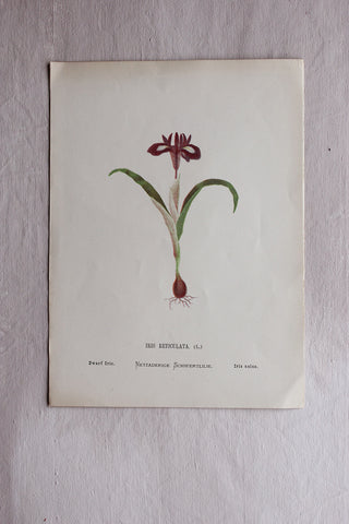 Antique Grasses Print (C)