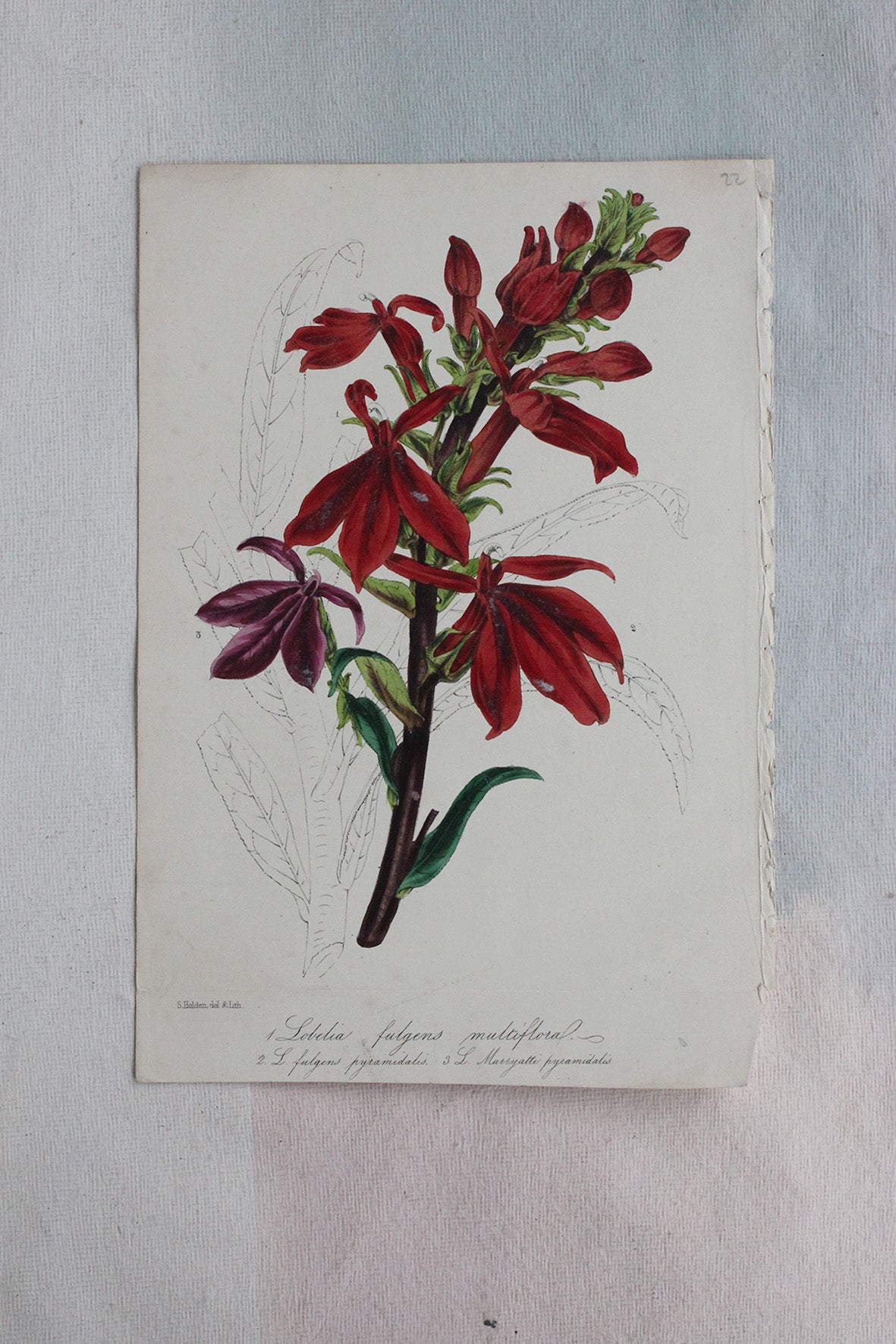 Old Botanical Hand Painted Print - Lobelia