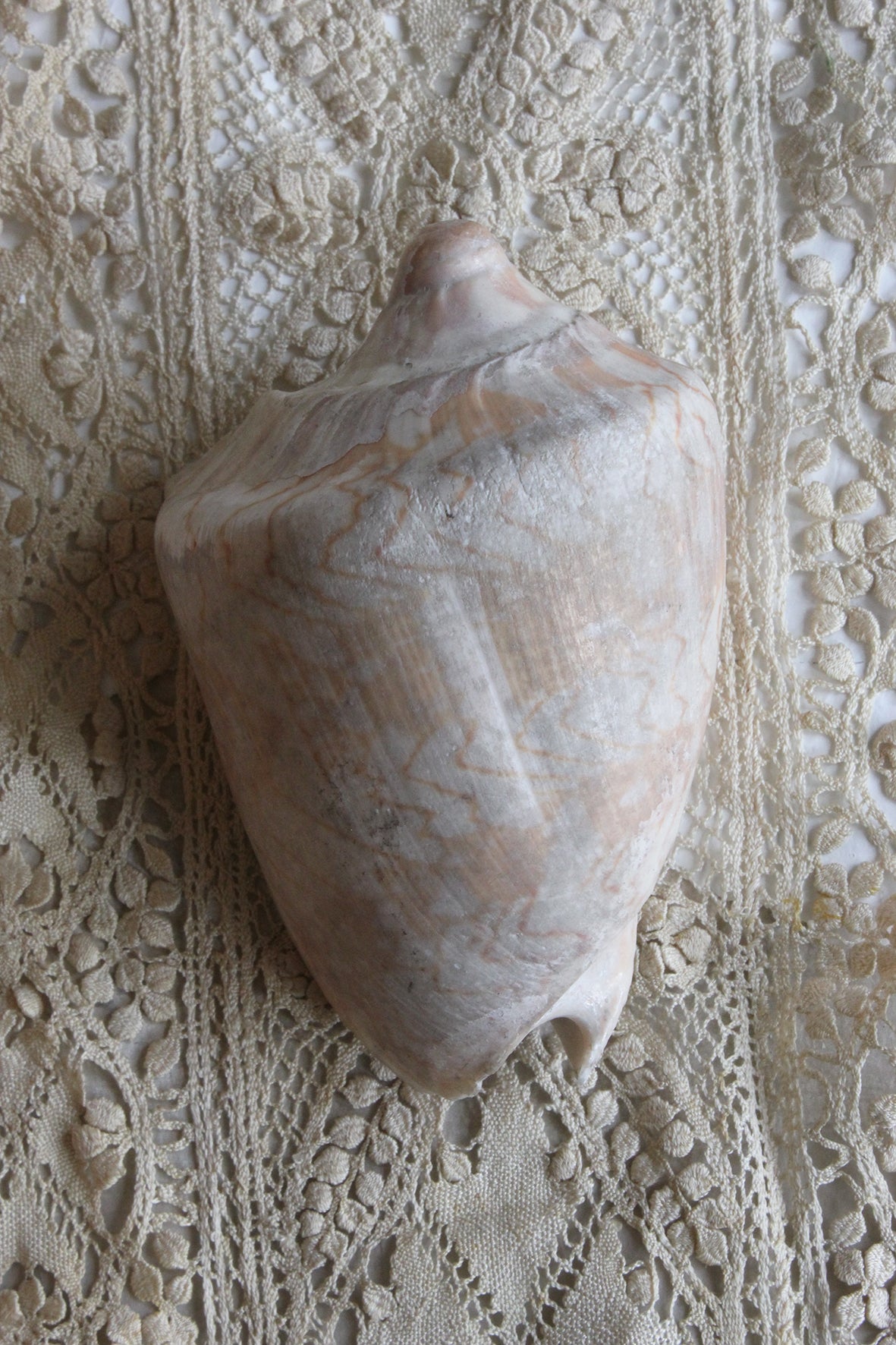 Precious old still life sea shell - attic two